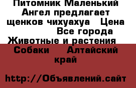 Питомник Маленький Ангел предлагает щенков чихуахуа › Цена ­ 10 000 - Все города Животные и растения » Собаки   . Алтайский край